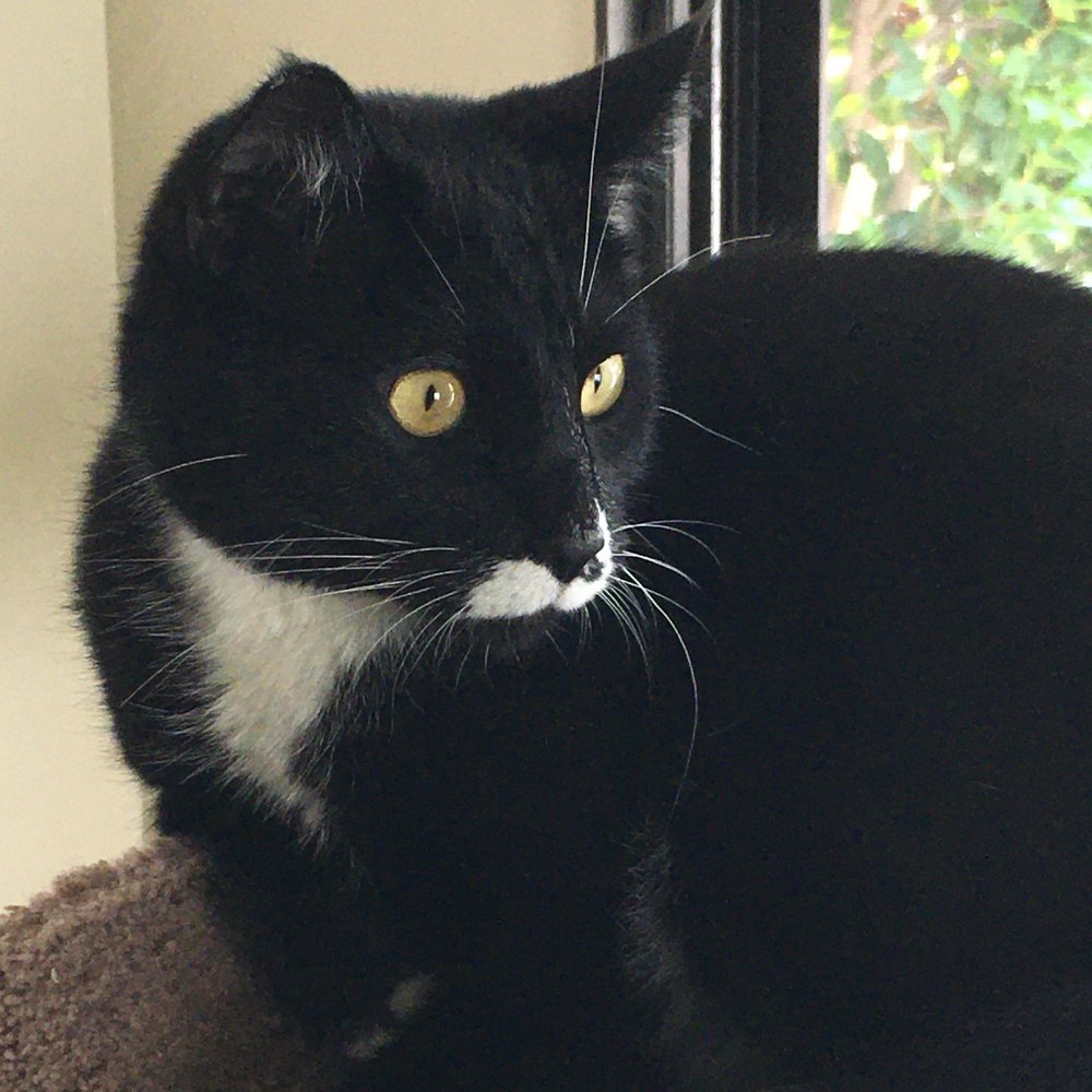 Meet your Posher, Cynthia